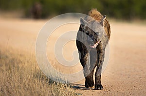 Hyena (Hyaenidae) walking in the Kruger national park on the blurred background