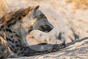 Hyena at its whole in Botswana in the Moremi game reserve, afrika