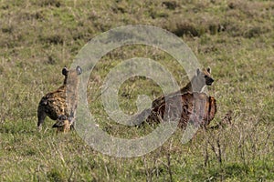 Hyena and Jackal in Ngorongoro crater