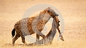 A Hyena of the Kgalagadi
