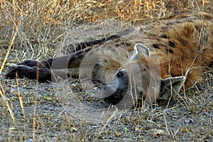 Hyena in the Kruger National Park in South Africa