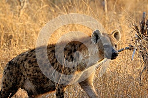 Hyena in the Kruger National Park in South Africa