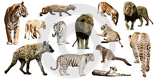 Hyena, leopard and other feliformia on white