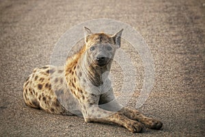 Hyena looking in camera