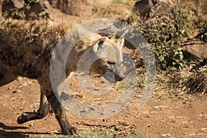 Hyena looking for her herd mates in the African savannah of South Africa, these are carnivorous animals that hunt in packs and are