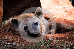 Hyena Looking at me with innocent eyes