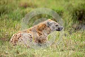 Hyena lying down in profile, full body in Masai Mara