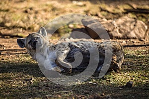 Hyena lying under the shade of a tree in the African savannah of South Africa, it is an animal that lives African wildlife in