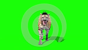 Hyena Maculata Animals Walkcycle Front Green Screen 3D Rendering Animation