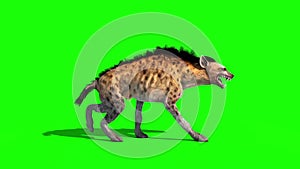 Hyena Maculata Animals Walkcycle Side Green Screen 3D Rendering Animation