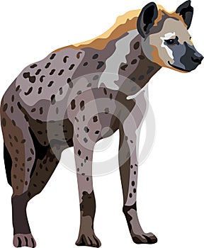 Hyena Mammal Wild Animal Vector