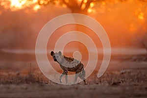 Hyena in Mana Pools National Park