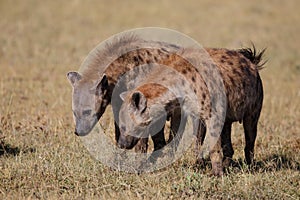 Hyena in Masai Mara in Kenya