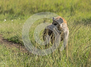 Hyena in masai mara national park kenya