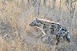 A hyena in the moring sunshine