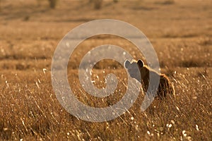 Hyena during morning hours at Masai Mara