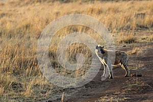 Hyena in morning light, Masai Mara