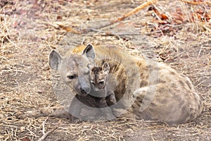 Hyena mother with her little cub