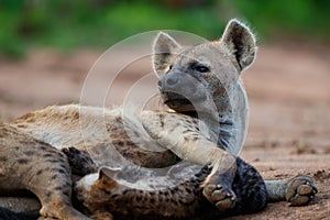 Hyena mother and pups at Sunrise at the den in Sabi Sands Game Reserve