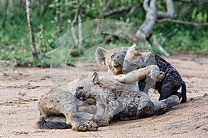 Hyena mother and pups at Sunrise at the den in Sabi Sands Game Reserve