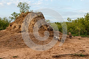 Hyena mother and pups at Sunrise at the den in Sabi Sands Game Reserve