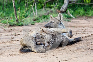 Hyena mother and pups at Sunrise at the den in Sabi Sands Game Reserve