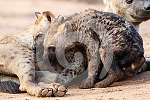 Hyena mother and pups at Sunrise at the den in Sabi Sands Game Reserve