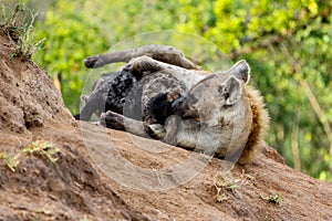 Hyena mother and pups at Sunrise at the den in Sabi Sands Game Reserve