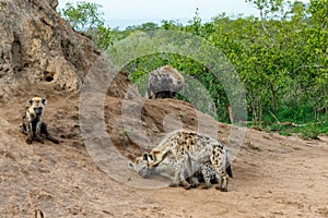 Hyena mother and pups at Sunrise at the den in Sabi Sands Game Reserve