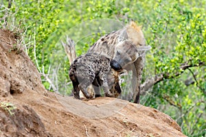 Hyena mother and pups at Sunrise at the den in Sabi Sands Game Reserve