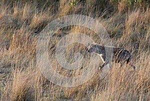 Hyena moving in the grassland of Masai Mara