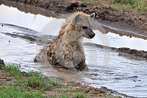 Hyena in muddy water photo