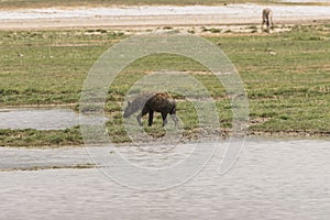 Hyena in Ngorongoro crater