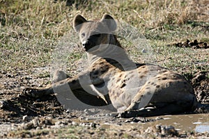 Hyena - Ngorongoro Crater, Tanzania, Africa