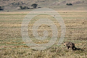 Hyena - Ngorongoro Crater, Tanzania, Africa