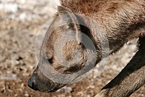 Hyena - Ngorongoro Crater, Tanzania, Africa