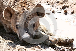 Hyena - Ngorongoro Crater, Tanzania, Africa