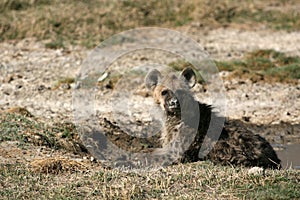 Hyena - Ngorongoro Crater, Tanzania, Africa