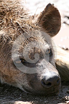 Hyena - Ngorongoro Crater, Tanzania, Africa