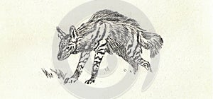 The hyena. Old black and white illustration. Vintage drawing. Illustration by Zdenek Burian. Zdenek Burian's unique