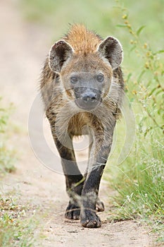 Hyena photo