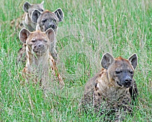 Hyena Pack