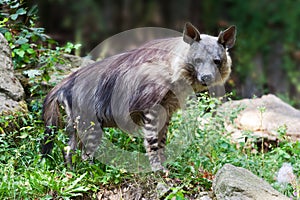 Hyena Parahyaena brunnea / Brown hyena called strandwolf, zoological garden, Troja district, Prague, Czech republic