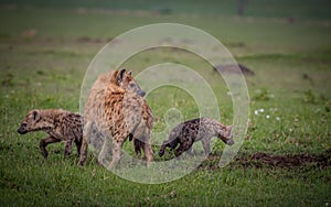 Hyena parents are very protective of their young