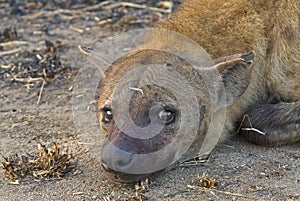 Hyena Portrait