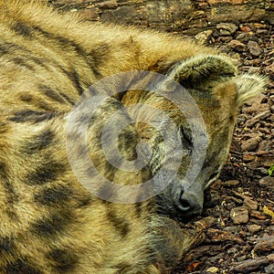 hyena photo