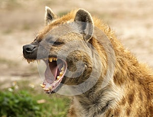 Hyena Powerful Jaws photo