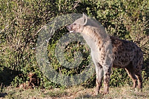 Hyena on the prowl