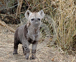 Hyena pup photo
