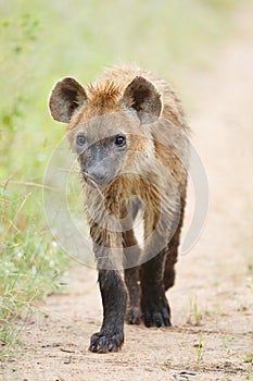 Hyena pup photo